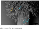 pcr 6.JPG