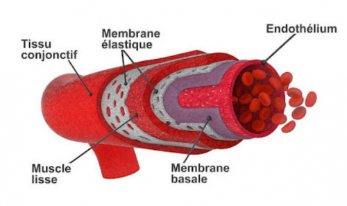 Circulation sanguine anticoagulant ph8.png